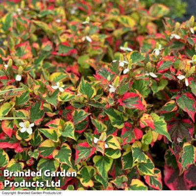 Thompson & Morgan Houttuynia Cordata Chameleon 9Cm Potted Plant X 2 from B&Q