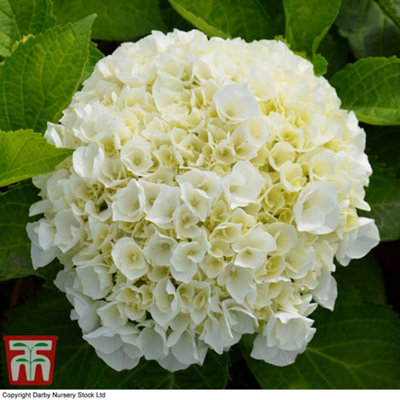 Thompson & Morgan Hydrangea Macrophylla Wudu Plant - 10.5cm Pot - White Blooms - Image 4