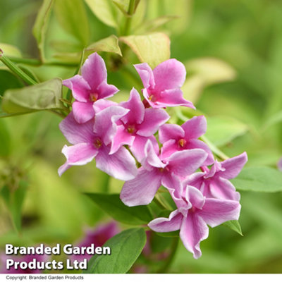 Thompson & Morgan Jasminum Starry Summer Scent Plant - 3L Pot - Pink Flowers - Image 4