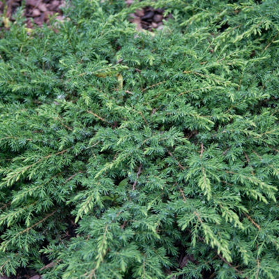 Thompson & Morgan Juniperus Communis Green Carpet 3 Litre Potted Plant X 1 from B&Q