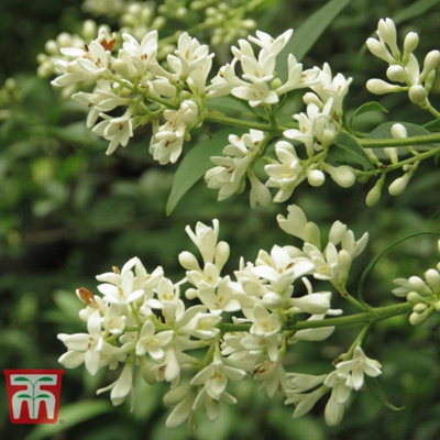 Thompson & Morgan Ligustrum Vulgare Atrovirens 9Cm Potted Plant X 1 from B&Q