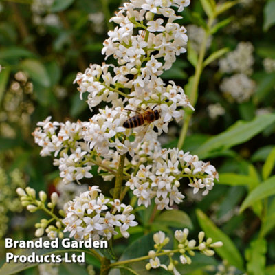 Thompson & Morgan Ligustrum Vulgaris Liga 9Cm Potted Plant X 1 from B&Q