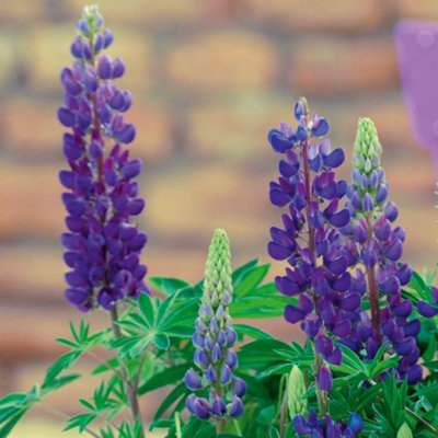 Thompson & Morgan Lupin Gallery Blue 1 Litre Potted Plant X 1 from B&Q
