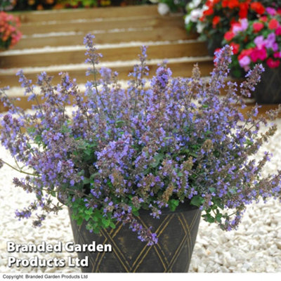 Thompson & Morgan Nepeta Faassenii 9Cm Potted Plant X 1 from B&Q