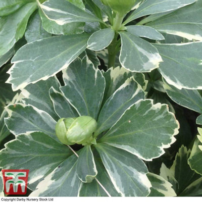 Thompson & Morgan Pachysandra Terminalis Variegata 9Cm Potted Plant X 1 from B&Q
