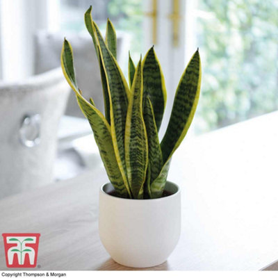 Thompson & Morgan Sansevieria (Snake Plant) Trifasciata Var. Laurentii (Height 30Cm) 12Cm Potted Plant X 1 & Incredifeed from B&Q