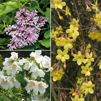 Thompson & Morgan Scented Shrub Collection - Potted Plant - 9cm - Image 4