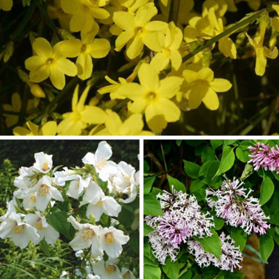 Thompson and Morgan - Shrub Mix - Fragrant - Hardy - 9cm - Image 4