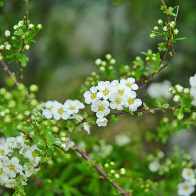Thompson & Morgan Spiraea Arguta Spring-Flowering Shrub With Arching Sprays Of White Flowers Easy-To-Grow 3X 9Cm Pots By Thompson And Morgan from B&Q