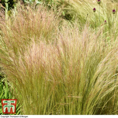 Thompson & Morgan Stipa Tenuissima 1 Litre Potted Plant X 1 from B&Q
