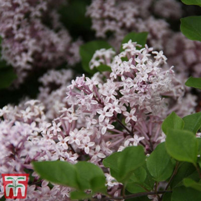 Thompson & Morgan Lilac Syringa (Lilac) Meyeri Palibin Litre Potted Plant X 1 Size 2