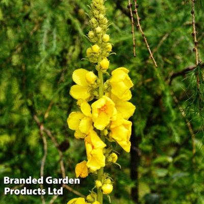 Thompson & Morgan Verbascum Olympicum 9Cm Pot X 1 from B&Q