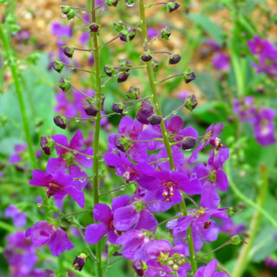Verbascum Phoeniceum Violetta Rich Purple Drought-Tolerant Perennial 1 Litre Potted Plant Thompson & Morgan from B&Q