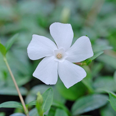 Thompson & Morgan Vinca Minor Alba 9Cm Potted Plant X 2 from B&Q