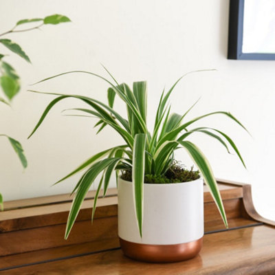 Thompson & Morgan Houseplant Chlorophytum (Spider Plant) Comosum Variegatum (Height 32Cm) 12Cm Pot X 1 & Incredifeed from B&Q