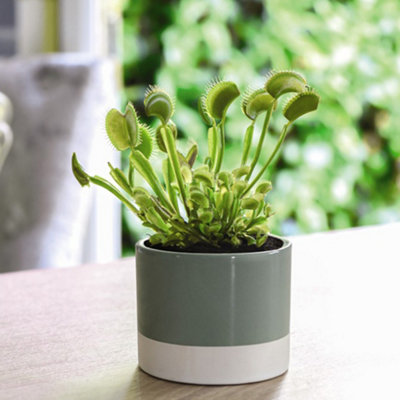 Thompson & Morgan Houseplant Dionaea Muscipula Upright Form (Venus Fly Trap) 9Cm Pot X 2 from B&Q