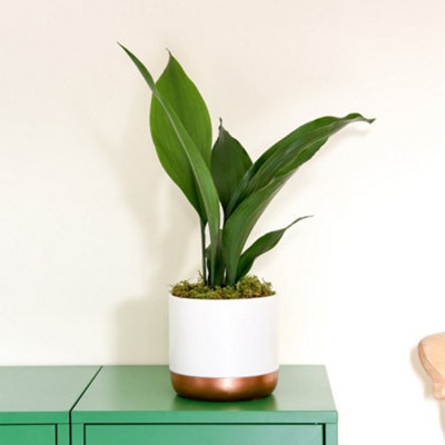 Thompson & Morgan Houseplant Aspidistra (Cast Iron Plant) Elatior (Height 40Cm) 12Cm Potted Plant X 1 & Incredfeed from B&Q