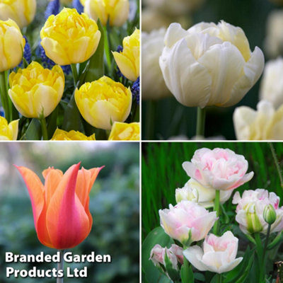 Thompson & Morgan Tulip Super Scented 32 Bulbs - Image 4
