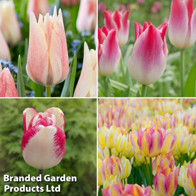 Tulip Colour Changing Collection Planting Bulb 32 Pack - Size: 20 X 4 X 13.3Cm - Wilko Multi Thompson And Morgan - Image 4
