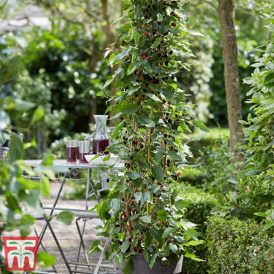 Thompson & Morgan Fruit Mulberry (Morus) Charlotte Russe 7Cm Potted Plant X 2 from B&Q