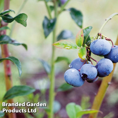Thompson & Morgan Blue/White/Golden Fruit Berry 'Gold' - Potted Plant X 2 9Cm