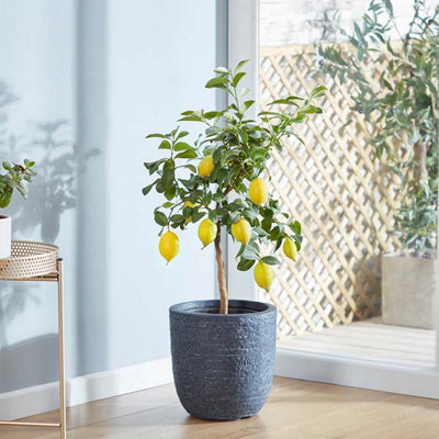 Thompson & Morgan Meyer Lemon - Potted Plant - 18cm - Image 4