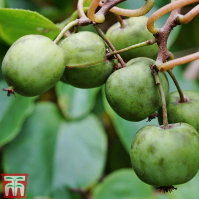 Thompson & Morgan Fruit Kiwi (Actinidia Arguta) Issai (Self Fertile) 9Cm Potted Plant X 2 from B&Q