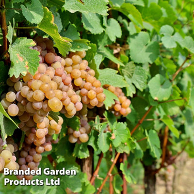 Thompson & Morgan Grow Your Own Fruit  Grape (Vitis) Pinot Gris (Red) 10.5Cm Pot X 1 from B&Q