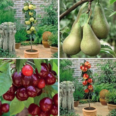 Thompson & Morgan Golden/Light Patio Fruit Tree Collection Potted Plant X 4 9Cm
