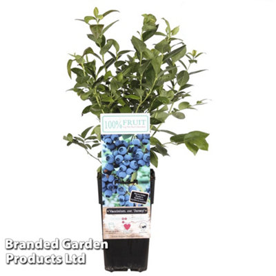 B&Q -  Grow Your Own Fruit  Vaccinium (Blueberry) Corymbosum Jersey 15Cm Pot X 1