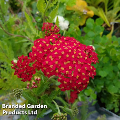 Thompson & Morgan Achillea Millefolium The Beacon 1 Litre Potted Plants X 1 from B&Q