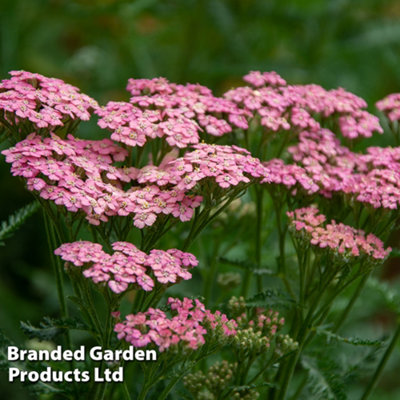 Thompson & Morgan Achillea Millefolium Tutti Fruitti Pink Grapefruit 1 Litre Potted Plants X 1 from B&Q