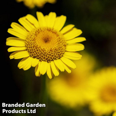 Thompson & Morgan Anthemis Tinctoria Kelwayii 1 Litre Potted Plants X 1 from B&Q