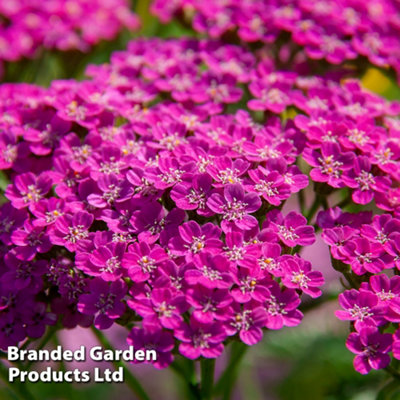 Thompson & Morgan Achillea Millefolium Lilac Beauty 1 Litre Potted Plants X 1 from B&Q