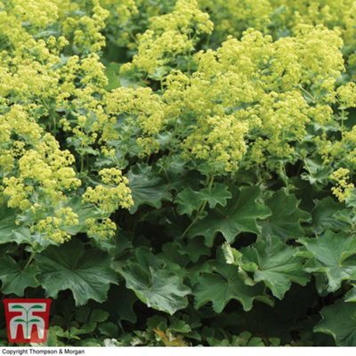 Thompson & Morgan Alchemilla Mollis 9Cm Potted Plants X 1 from B&Q