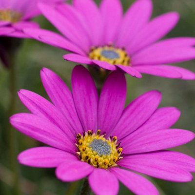 Thompson & Morgan Osteospermum Hardy In The Pink 1 Jumbo Plug Plant from B&Q