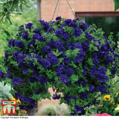 Thompson & Morgan Petunia Tumbelina Frills & Spills Belinda Plug Plant X 10 from B&Q