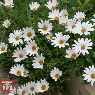 Thompson & Morgan Osteospermum Hardy Snow Pixie 1 Jumbo Plug from B&Q