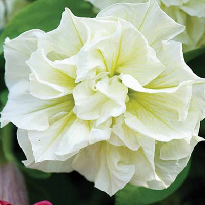 Thompson & Morgan Petunia Tumbelina Frills & Spills Susanna10 Plants from B&Q
