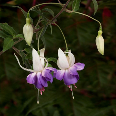 Thompson & Morgan Fuchsia (Hardy) Delta's Sarah Pbr 1 Litre Potted Plant X 1