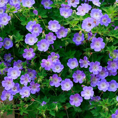 Thompson & Morgan Geranium Hardy Rozanne 9Cm Potted Plant X 3 from B&Q