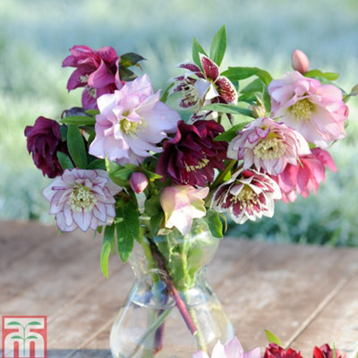 Thompson & Morgan Hellebores Double Mixed 1 Litre Potted Plant X 2