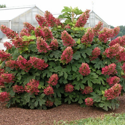 B&Q -  Hydrangea Que. Ruby Slippers 3 Litre Potted Plant X 1
