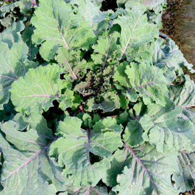 Thompson & Morgan Kale Brassica Oleracea Var Acephala Cottagers Kale 1 Seed Packet from B&Q