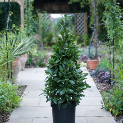 Thompson & Morgan Laurus Nobilis Pyramid 90Cm Tall 20Cm Potted Plant X 2 from B&Q