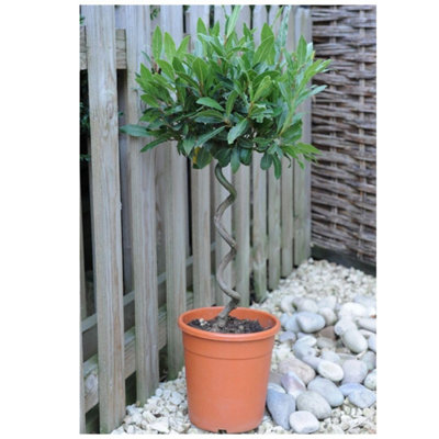 Thompson & Morgan Laurus Nobilis Spiral Stem 45-50Cm Tall 25Cm Potted Plant X 2 from B&Q