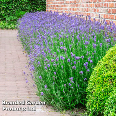 Thompson & Morgan Lavandula (Lavender) Munstead 1 Litre Potted Plant X 4 from B&Q