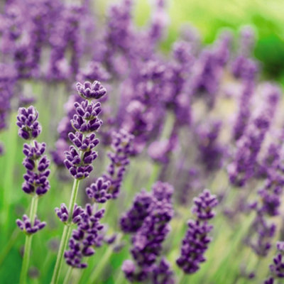 B&Q -  Lavandula Lavender Munstead 9Cm Potted Plant X 3