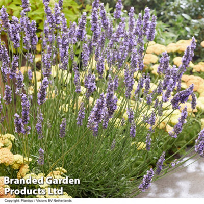 Thompson & Morgan Lavandula X Intermedia (Lavender) Sensational 9Cm Potted Plant X 1 from B&Q