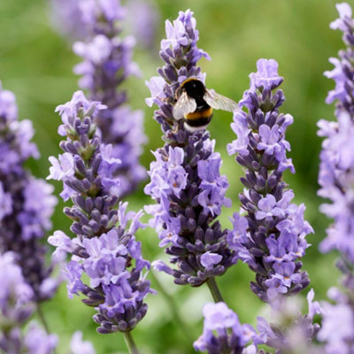 Thompson & Morgan Lavandula (Lavender) Sensational 9Cm Potted Plant X 2 from B&Q